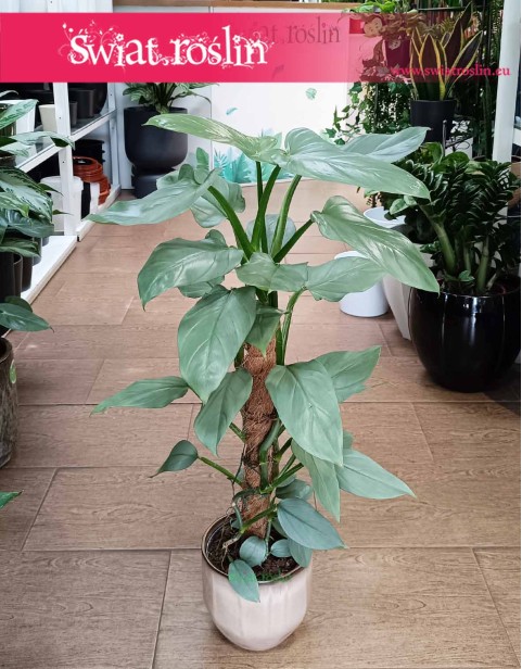 Filodendron Silver Queen, Philodendron Silver Queen