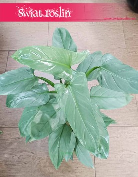 Filodendron Silver Queen, Philodendron Silver Queen sklep z roślinami wysyłka roślin