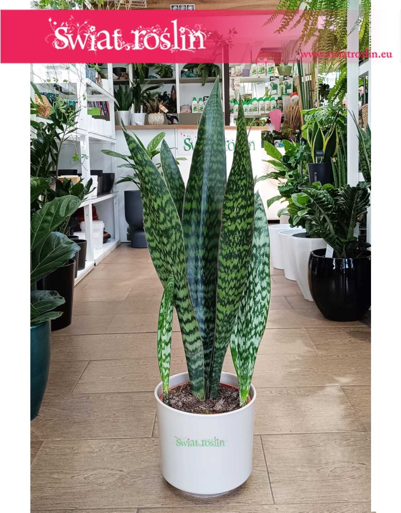 Sansevieria Jamaiquina, Sansewieria Jamajka-Jamaika Jamaiquina