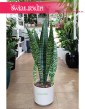 Sansevieria Jamaiquina, Sansewieria Jamajka-Jamaika Jamaiquina