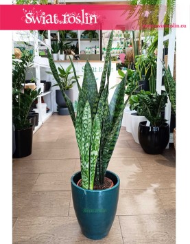 Sansevieria Jamaiquina łatwa w uprawie oczyszczająca powietrze z dostawą, Sansewieria Jamajka-Jamaika Jamaiquina