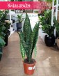 Sansevieria Jamaiquina do kupienia w sklepie internetowym online z dostawą, Sansewieria Jamajka-Jamaika Jamaiquina