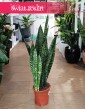 Sansevieria Jamaiquina sklep online z dostawą, Sansewieria Jamajka-Jamaika Jamaiquina
