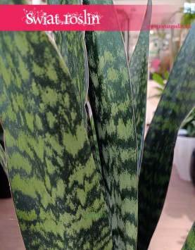 Sansevieria Jamaiquina sklep internetowy online, Sansewieria Jamajka-Jamaika Jamaiquina najlepsza cena