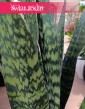 Sansevieria Jamaiquina sklep internetowy online, Sansewieria Jamajka-Jamaika Jamaiquina najlepsza cena