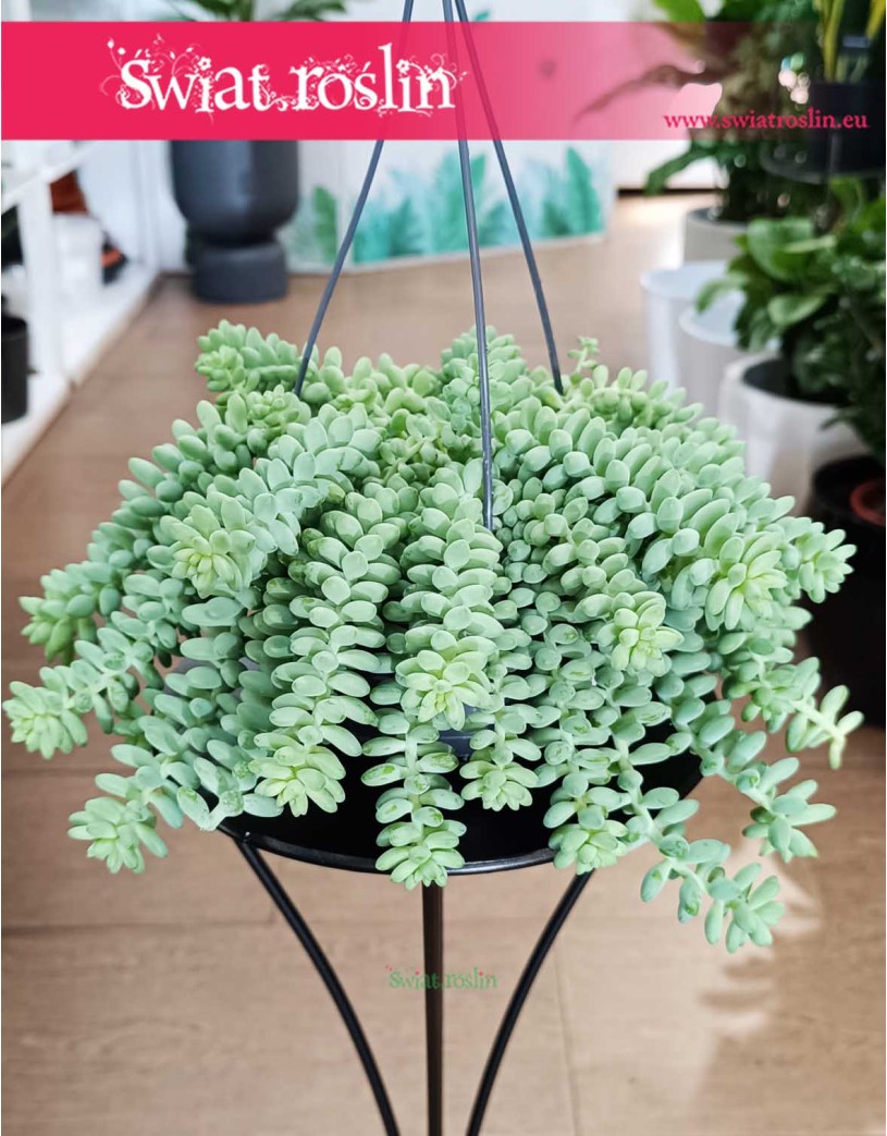 Sedum buritto, Rozchodnik