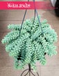 Sedum buritto na makramę na parapet, na biurko lub do salonu do kupienia online, Rozchodnik