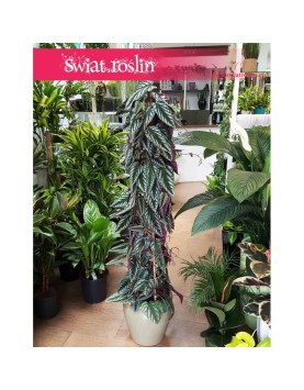 Cissus Discolor, Cissus Różnobarwny, świat roślin, kwiaty doniczkowe, rośliny egzotyczne, rośliny tropikalne