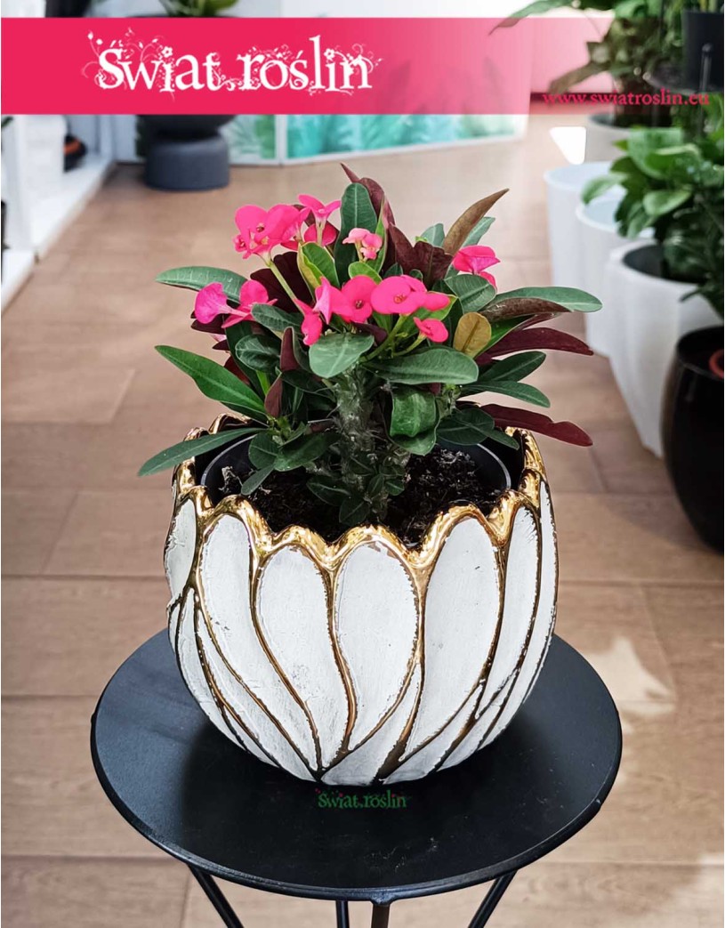 Euphorbia Milii Olympia, Wilczomlecz Milii Olympia