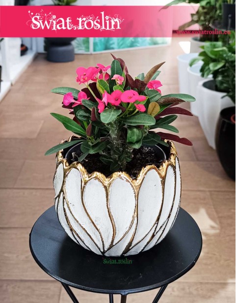 Euphorbia Milii Olympia, Wilczomlecz Milii Olympia