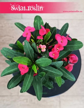 Euphorbia Milii Olympia, Wilczomlecz Milii Olympia do kupienia internetowo online w sklepie zdostawą