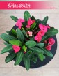 Euphorbia Milii Olympia, Wilczomlecz Milii Olympia do kupienia internetowo online w sklepie zdostawą