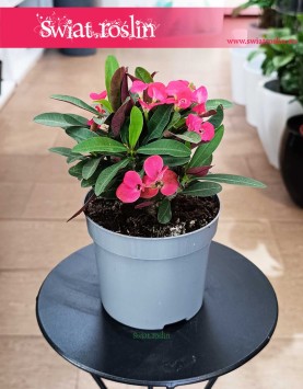 Euphorbia Milii Olympia dop kupienia w Krakowie w najlepszej cenie i jakości, Wilczomlecz Milii Olympia