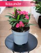 Euphorbia Milii Olympia dop kupienia w Krakowie w najlepszej cenie i jakości, Wilczomlecz Milii Olympia