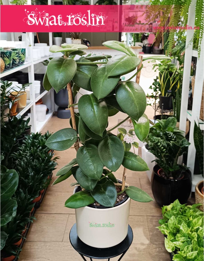 Hoya Calycina Stargazer, Hoja Calycina Stargazer