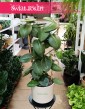 Hoya Calycina Stargazer, Hoja Calycina Stargazer