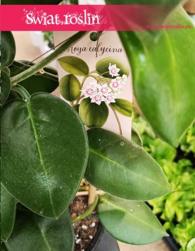 Hoya Calycina Stargazer do kupienia w Krakowie lub online z dostawą, Hoja Calycina Stargazer