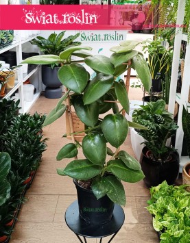 Hoya Calycina Stargazer sklep internetowy online z dostawą roślin, Hoja Calycina Stargazer