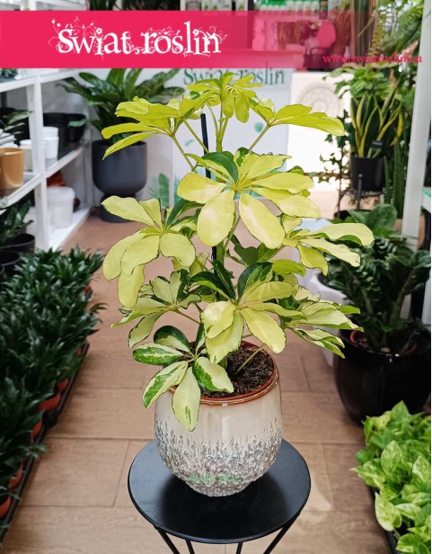 Schefflera Arboricola Melanie, Szeflera Arboricola Melanie