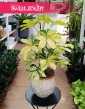 Schefflera Arboricola Melanie, Szeflera Arboricola Melanie