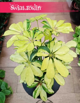 Schefflera Arboricola Melanie łątwa w uprawie roślina doniczkowa z dostawą ze sklepu online, Szeflera Arboricola Melanie