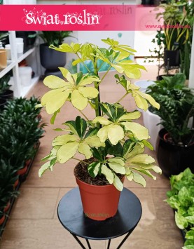 Schefflera Arboricola Melanie sklep internetowy online z roślinami doniczkowymi z dostawą, Szeflera Arboricola Melanie