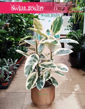 Wielki Ficus Elastica Tineke, Duży Fikus Tineke, Figowiec Sprężysty Tineke