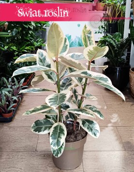 Wielki Ficus Elastica Tineke sklep z roślinami wysyłka, Duży Fikus Tineke, Figowiec Sprężysty Tineke