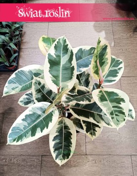 Wielki Ficus Elastica Tineke sklep z fikusami w Krakowie wysyłka, Duży Fikus Tineke, Figowiec Sprężysty Tineke