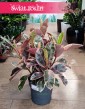 Ficus Elastica Belize w najlepszej cenie i jakości z dostawą online, Fikus Elastica Belize, Fikus Sprężysty