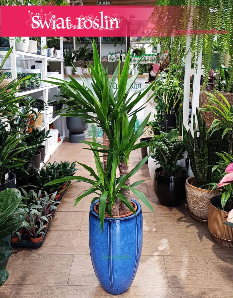 Juka Gwatemalska, Yucca Elephantipes