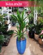 Juka Gwatemalska, Yucca Elephantipes