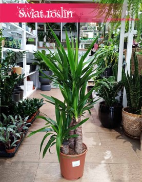 Juka Gwatemalska sklep z roślinami online lub stacjonarnie w Krakowie, Yucca Elephantipes