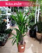 Juka Gwatemalska sklep z roślinami online lub stacjonarnie w Krakowie, Yucca Elephantipes