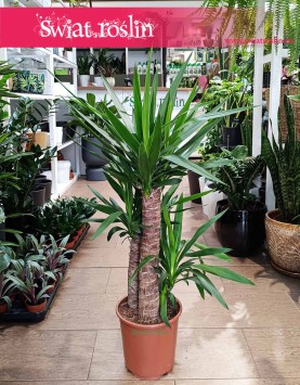 Juka Gwatemalska kup internetowo online z dostawą, Yucca Elephantipes