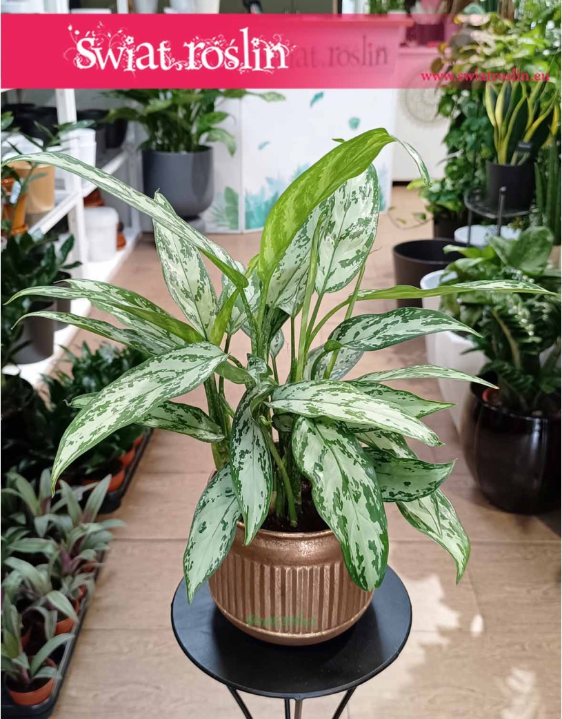 Aglaonema Silver Queen, Aglonema Silver Queen