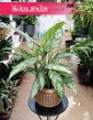 Aglaonema Silver Queen, Aglonema Silver Queen