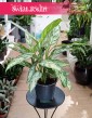 Aglaonema Silver Queen, Aglonema Silver Queen do kupienia online z dostwą kurierem pod drzwi