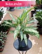 Aglaonema Silver Queen, Aglonema Silver Queen kup w Krakowie lub online z dostawą kurierem