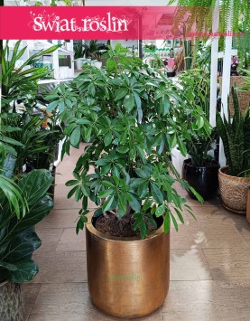 Duża Schefflera Arboricola Compacta, wielka Szeflera Compacta, sklep z dużymi szeflerami internetowy online
