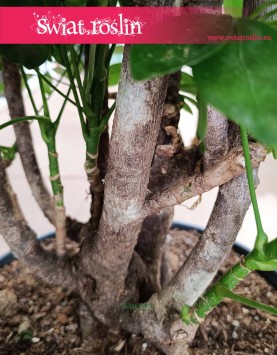Duża Schefflera Arboricola Compacta, wielka Szeflera Compacta sklep z roślinami w Krakowie
