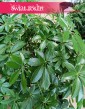Duża Schefflera Arboricola Compacta, wielka Szeflera Compacta sklep internetowy online