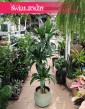 Dracaena Janet Craig, Dracena Janet Craig