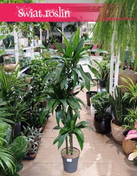 Dracaena Janet Craig do kupienia w Krakopwie lub w sklepie świat roślin online z dostawą, Dracena Janet Craig
