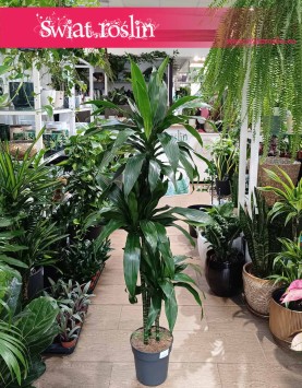 Dracaena Janet Craig w najlepszej cenie i jakości z dostawą pod drzwi, Dracena Janet Craig