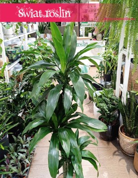 Dracaena Janet Craig kup online w sklepie Świat roślin z dostawą pod drzwi, Dracena Janet Craig