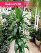 Dracaena Janet Craig kup online w sklepie Świat roślin z dostawą pod drzwi, Dracena Janet Craig