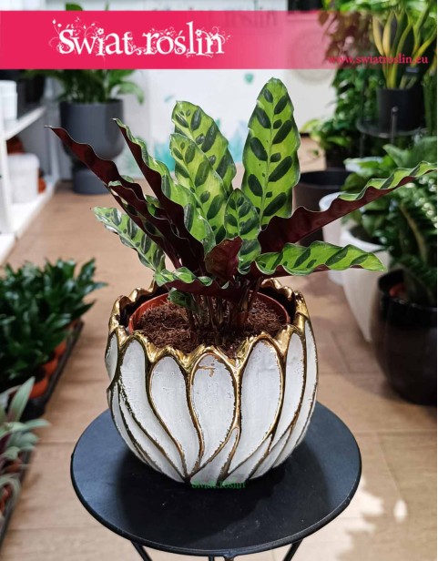 Kalatea Insignis, Calathea insignis, Kalatea Lancetowata, Kalatea Lancetolistna, Сalathea Lancifolia