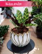 Kalatea Insignis, Calathea insignis, Kalatea Lancetowata, Kalatea Lancetolistna, Сalathea Lancifolia