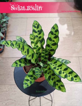 Kalatea Insignis, Calathea insignis, Kalatea Lancetowata sklep internetowy online z dostawą